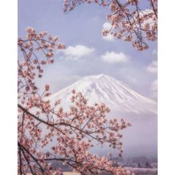 Makiko Samejima Mount Fuji Cherry Blossom Canvas Print in Pink