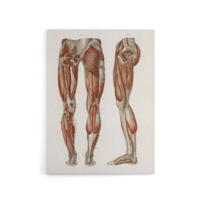 "Artery8 Leg & Feet Muscle Anatomy Bock Vintage Canvas Wall Art in White - Size: W18"" x H24""" - image 1