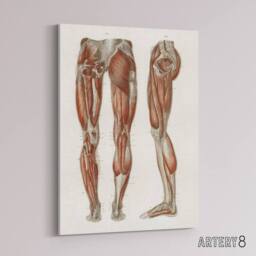 "Artery8 Leg & Feet Muscle Anatomy Bock Vintage Canvas Wall Art in White - Size: W18"" x H24""" - thumbnail 2