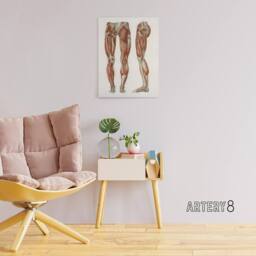 "Artery8 Leg & Feet Muscle Anatomy Bock Vintage Canvas Wall Art in White - Size: W18"" x H24""" - thumbnail 3