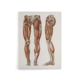 "Artery8 Leg & Feet Muscle Anatomy Bock Vintage Canvas Wall Art in White - Size: W18"" x H24""" - thumbnail 1