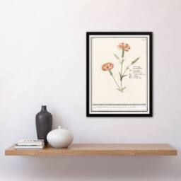 Artery8 Anselmus de Boodt Carnation Dianthus Flower Framed Art Picture Print in White - Size: A4 - thumbnail 2