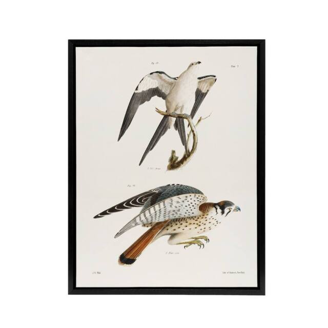 "Artery8 James De Kay Swallow Tailed & Sparrow Hawk Framed Canvas Art Print in White - Size: W12"" x H16""" - image 1