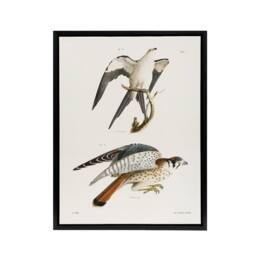 "Artery8 James De Kay Swallow Tailed & Sparrow Hawk Framed Canvas Art Print in White - Size: W12"" x H16""" - thumbnail 1
