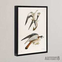 "Artery8 James De Kay Swallow Tailed & Sparrow Hawk Framed Canvas Art Print in White - Size: W12"" x H16""" - thumbnail 2