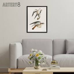 "Artery8 James De Kay Swallow Tailed & Sparrow Hawk Framed Canvas Art Print in White - Size: W12"" x H16""" - thumbnail 3