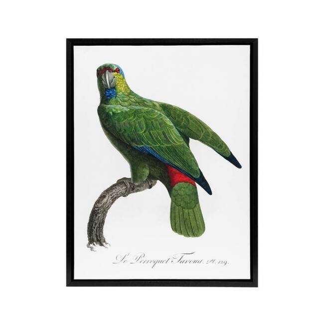 "Artery8 The Festive Amazon Parrot Levaillant Framed Canvas Wall Art Print in White - Size: W12"" x H16""" - image 1