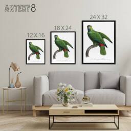 "Artery8 The Festive Amazon Parrot Levaillant Framed Canvas Wall Art Print in White - Size: W12"" x H16""" - thumbnail 4