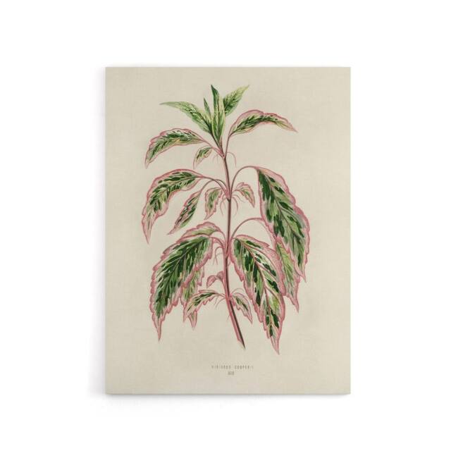 "Artery8 Vintage Botanical Rose Mallow Fawcett Canvas Wall Art Print in Beige - Size: W18"" x H24""" - image 1