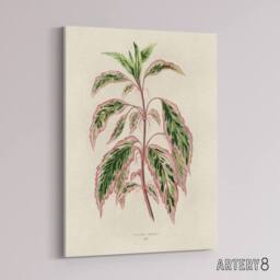 "Artery8 Vintage Botanical Rose Mallow Fawcett Canvas Wall Art Print in Beige - Size: W18"" x H24""" - thumbnail 2