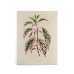 "Artery8 Vintage Botanical Rose Mallow Fawcett Canvas Wall Art Print in Beige - Size: W18"" x H24""" - thumbnail 1