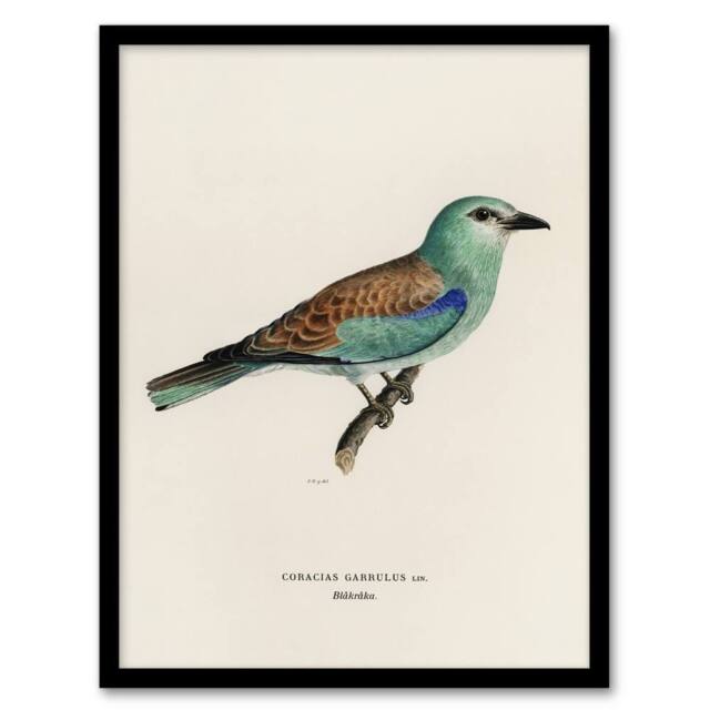 Artery8 European Roller Bird Von Wright Vintage Framed Wall Art Print in Beige - Size: A4 - image 1