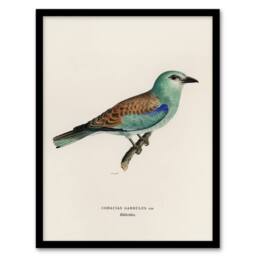 Artery8 European Roller Bird Von Wright Vintage Framed Wall Art Print in Beige - Size: A4 - thumbnail 1
