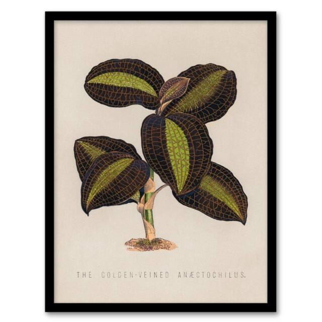 Artery8 Vintage Botanical Framed Wall Art The Golden Veined Jewel Orchid in Beige - Size: A4 - image 1