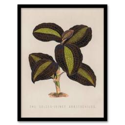 Artery8 Vintage Botanical Framed Wall Art The Golden Veined Jewel Orchid in Beige - Size: A4 - thumbnail 1