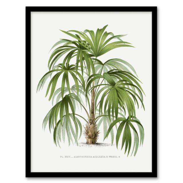 Artery8 Acathophiza Aculeata Palm Tree Kerchove Framed Wall Art Print in White - Size: A4 - image 1