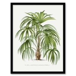Artery8 Acathophiza Aculeata Palm Tree Kerchove Framed Wall Art Print in White - Size: A4 - thumbnail 1
