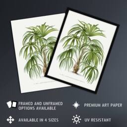 Artery8 Acathophiza Aculeata Palm Tree Kerchove Framed Wall Art Print in White - Size: A4 - thumbnail 2