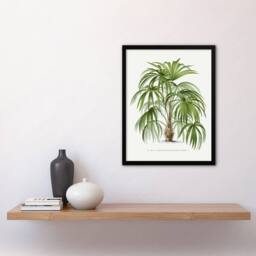 Artery8 Acathophiza Aculeata Palm Tree Kerchove Framed Wall Art Print in White - Size: A4 - thumbnail 4