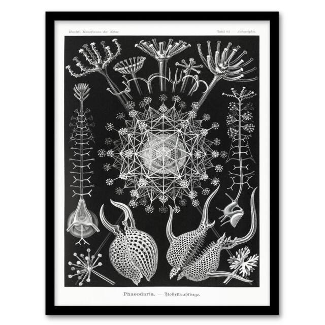 Artery8 Ernst Haeckel Framed Wall Art Phaeodaria Marine Life Illustration in Black - Size: A4 - image 1