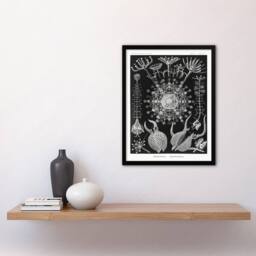 Artery8 Ernst Haeckel Framed Wall Art Phaeodaria Marine Life Illustration in Black - Size: A4 - thumbnail 2