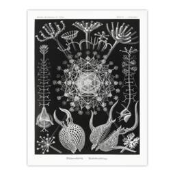 Artery8 Ernst Haeckel Framed Wall Art Phaeodaria Marine Life Illustration in Black - Size: A4 - thumbnail 3
