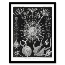 Artery8 Ernst Haeckel Framed Wall Art Phaeodaria Marine Life Illustration in Black - Size: A4 - thumbnail 1
