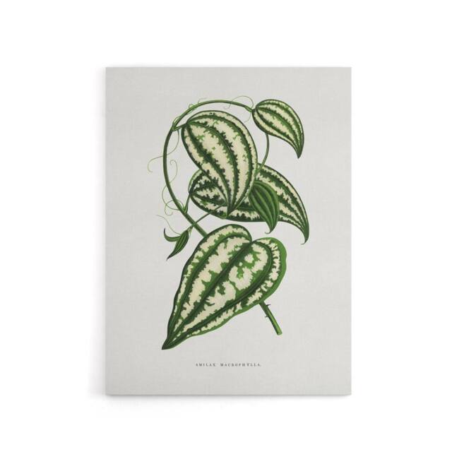 "Artery8 AF Lydon Benjamin Fawcett Smilax Macrophylla Vine Canvas Art Print in White - Size: W12"" x H16""" - image 1