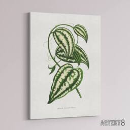 "Artery8 AF Lydon Benjamin Fawcett Smilax Macrophylla Vine Canvas Art Print in White - Size: W12"" x H16""" - thumbnail 2