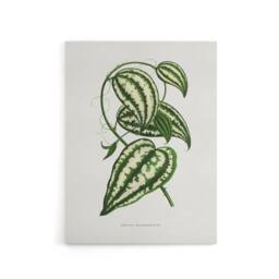"Artery8 AF Lydon Benjamin Fawcett Smilax Macrophylla Vine Canvas Art Print in White - Size: W12"" x H16""" - thumbnail 1