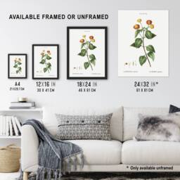 "Artery8 Lantana Plant Botanical Redoute Vintage Framed Wall Art Print in White - Size: W12"" x H16""" - thumbnail 3