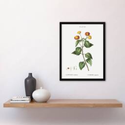 "Artery8 Lantana Plant Botanical Redoute Vintage Framed Wall Art Print in White - Size: W12"" x H16""" - thumbnail 4