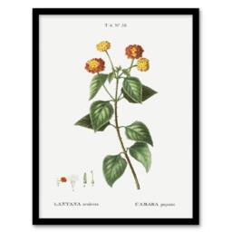 "Artery8 Lantana Plant Botanical Redoute Vintage Framed Wall Art Print in White - Size: W12"" x H16""" - thumbnail 1