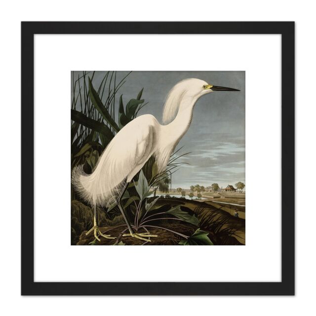 Artery8 Audubon Birds Snowy Heron Painting 8X8 Inch Square Wooden Framed Wall Art Print Picture with Mount in Black - image 1