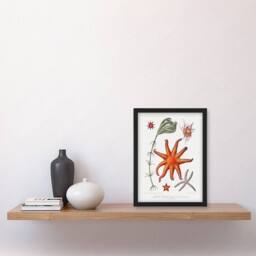 Artery8 Vintage Marine Life Deep Sea Starfish Varieties Framed Wall Art Print in White - Size: A4 - thumbnail 2