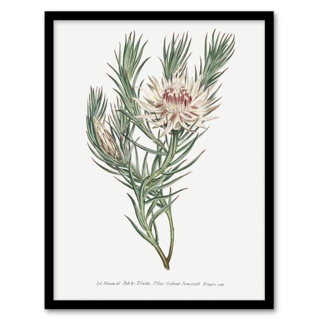 Artery8 Francis Sansom Dagger Leaf Sugarbush Flower Bloom Framed Art Print in White - Size: A4 - image 1