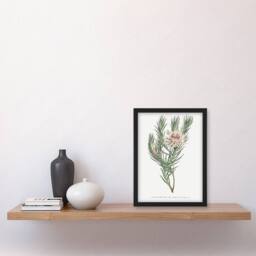 Artery8 Francis Sansom Dagger Leaf Sugarbush Flower Bloom Framed Art Print in White - Size: A4 - thumbnail 4