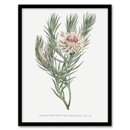 Artery8 Francis Sansom Dagger Leaf Sugarbush Flower Bloom Framed Art Print in White - Size: A4 - thumbnail 1