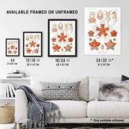 "Artery8 Asteroidea Starfish Sea ocean Haeckel Botanical Wall Art Print Poster in White - Size: W12"" x H16""" - thumbnail 3