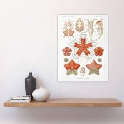 "Artery8 Asteroidea Starfish Sea ocean Haeckel Botanical Wall Art Print Poster in White - Size: W12"" x H16""" - thumbnail 4
