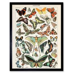 "Wee Blue Coo Millot Encyclopedia Page Variety Butterflies 12x16"" Framed Art Print - Size: W12"" x H16""" - thumbnail 1