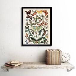 "Wee Blue Coo Millot Encyclopedia Page Variety Butterflies 12x16"" Framed Art Print - Size: W12"" x H16""" - thumbnail 2