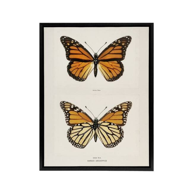 "Artery8 Monarch Butterfly Vintage Illustration Denton Framed Canvas Wall Art in White - Size: W12"" x H16""" - image 1