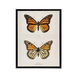 "Artery8 Monarch Butterfly Vintage Illustration Denton Framed Canvas Wall Art in White - Size: W12"" x H16""" - thumbnail 1
