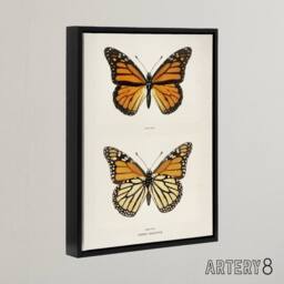 "Artery8 Monarch Butterfly Vintage Illustration Denton Framed Canvas Wall Art in White - Size: W12"" x H16""" - thumbnail 2