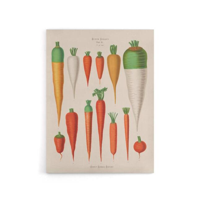 "Artery8 Carrots Vegetables Kitchen Ernst Benary Canvas Wall Art Print in White - Size: W12"" x H16""" - image 1