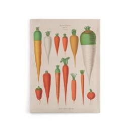 "Artery8 Carrots Vegetables Kitchen Ernst Benary Canvas Wall Art Print in White - Size: W12"" x H16""" - thumbnail 1
