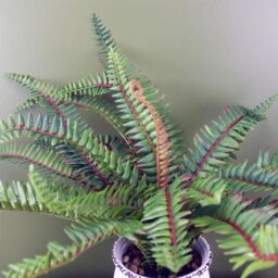 Leaf Artificial 40cm Bushy Fern Potted in Decorative Planter in Green - thumbnail 2