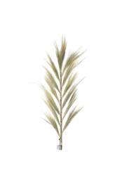 KDMD Rayung Grass Pampas Display - 1.6m, Colorful Dried Tropical Decor in Natural - thumbnail 2