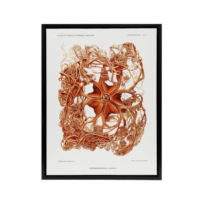 "Artery8 Deep Sea Basket Star Illustration Albert I Framed Canvas Wall Art in White - Size: W12"" x H16""" - image 1